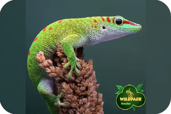 جولة أنطاليا Wildpark