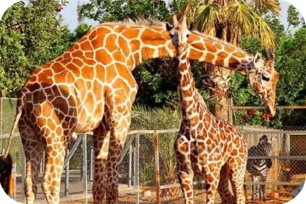 جولة أنطاليا Zoo