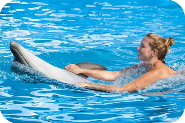 جولة Dolphin