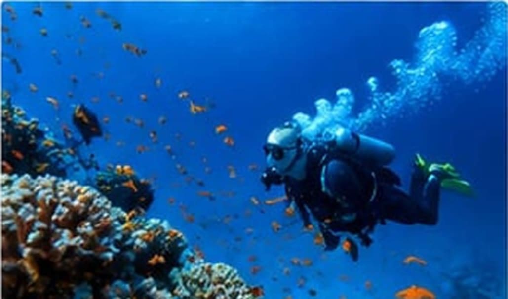 Amazing underwater world